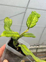 Hoya globulosa