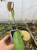 Hoya meliflua