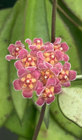 Hoya davidcummingii