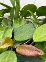 Hoya UT 029