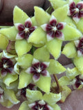 Hoya buotii