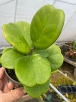 Hoya kerrii Quilted