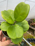 Hoya kerrii Quilted