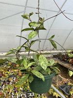 Hoya crassipetiolata splash