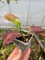 Hoya latifolia