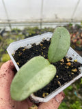 Hoya Carnosa ‘Nova Ghost’