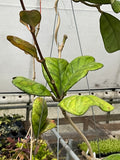 Hoya deykeae