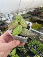 Hoya fitchii