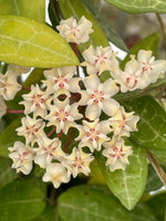 Hoya elliptica