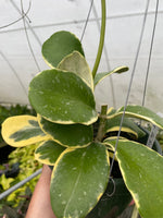 Hoya Daklak Forest
