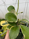 Hoya Daklak Forest