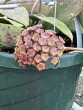 Hoya EPC 376