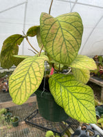 Hoya Meredith’s