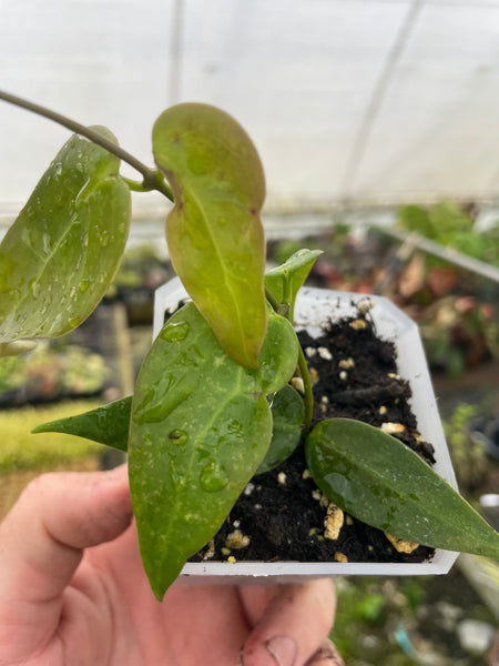 Hoya  Carrii
