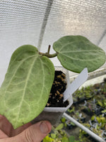 Hoya Glabra