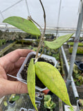 Hoya sp. Germany
