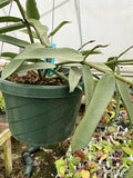 Hoya pandurata Tsisng Silver