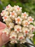 Hoya crassipetiolata splash