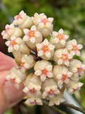 Hoya crassipetiolata splash