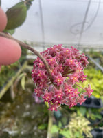 Hoya cv. Nathalie