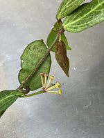 Hoya fitchii