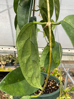 Hoya buotii