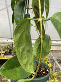 Hoya buotii
