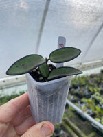 Hoya Rosita