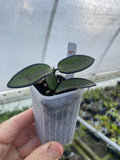 Hoya Rosita