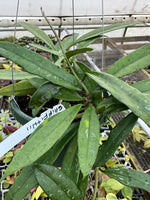 Hoya Griffithii