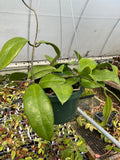 Hoya UT 029