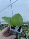 Hoya quinquenervia