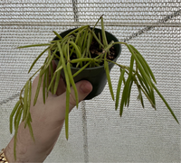 Hoya Linearis