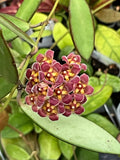 Hoya davidcummingii