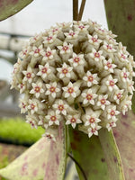 Hoya EPC 376