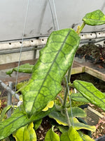 Hoya globulosa