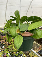 Hoya UT 029