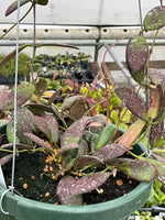 Hoya sp. VL-9 (splash)