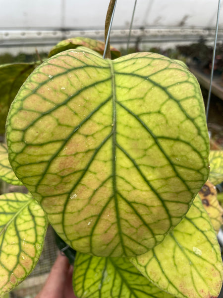 Hoya Meredith’s