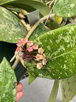 Hoya Ko Chang Island