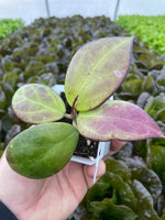 Hoya cv. Nathalie