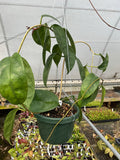 Hoya buotii