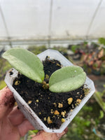 Hoya Carnosa ‘Nova Ghost’