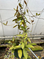 Hoya elliptica