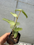 Hoya pandurata Tsiang Silver