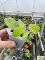 Hoya sp. Germany