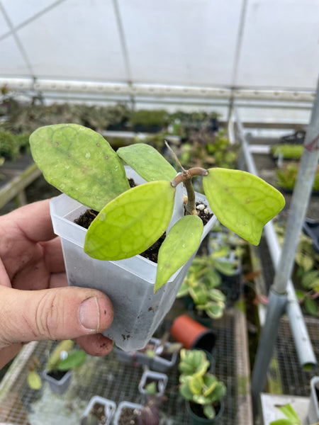 Hoya sp. Germany