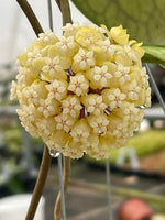 Hoya vitellinoides