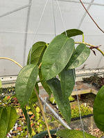 Hoya buotii