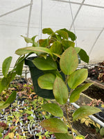 Hoya chunii ??